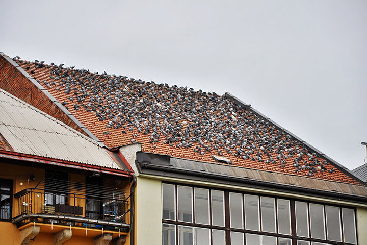 A2B Pest Control are able to install spikes to deter birds from roofs in Croxley Green. 