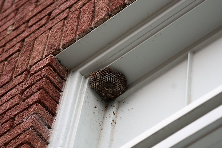 We provide a wasp nest removal service for domestic and commercial properties in Croxley Green.